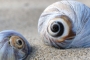 strand_1